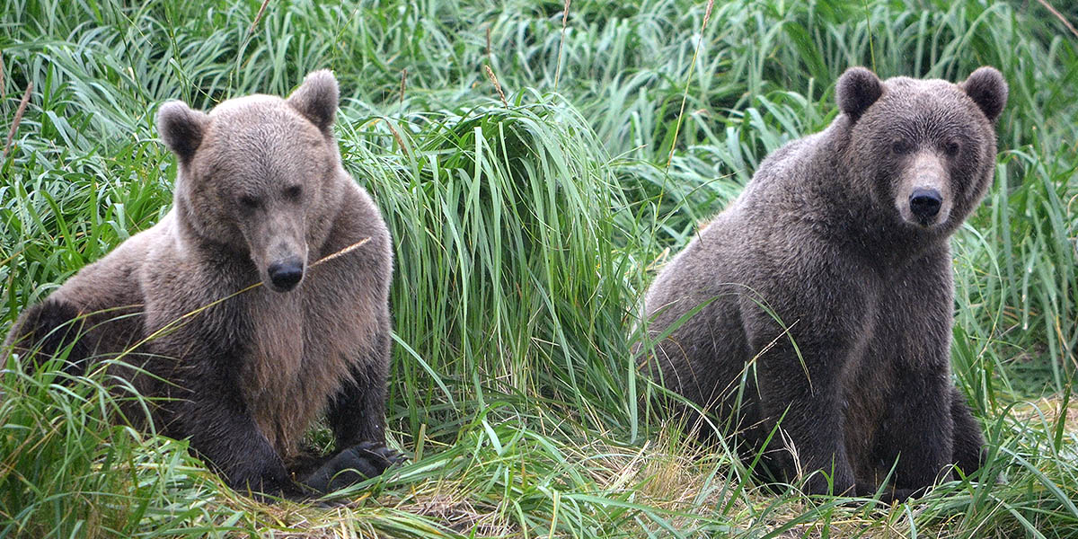 Kodiak Island Bear Viewing
