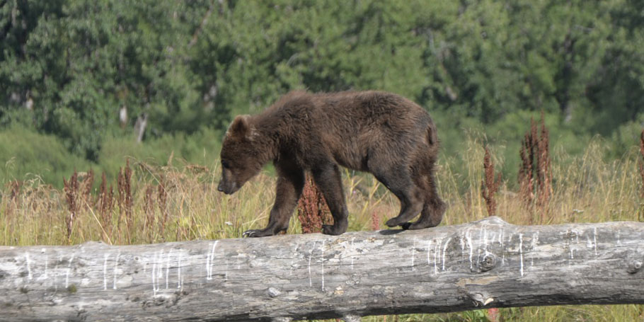 Alaska Wildlife Photography Tours